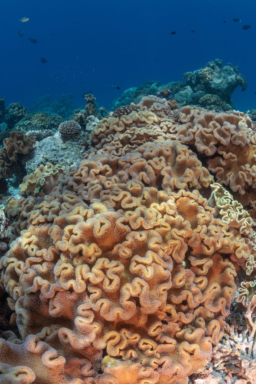 Turtle on the reef