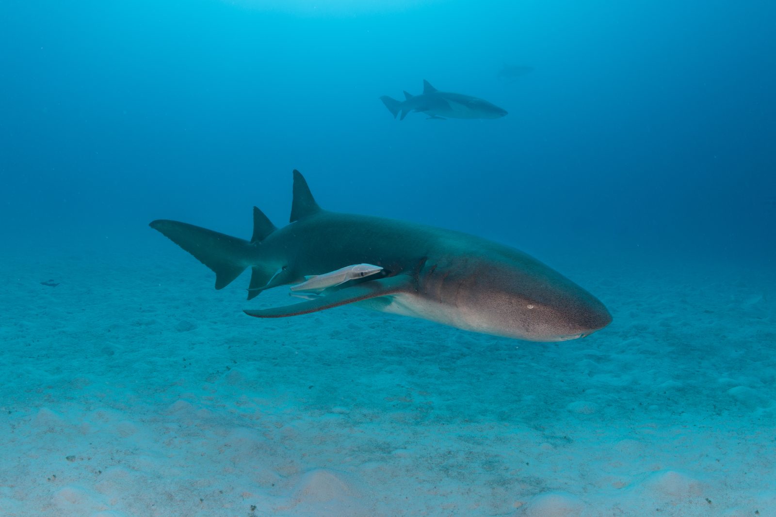 Schooling fusiliers
