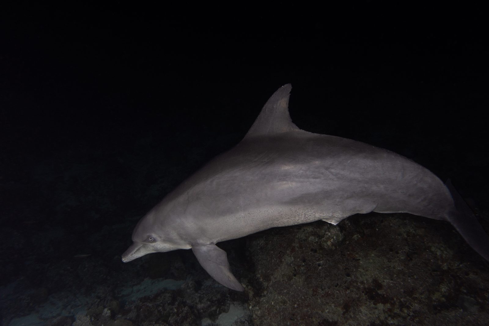 Dolphin in Vaavu