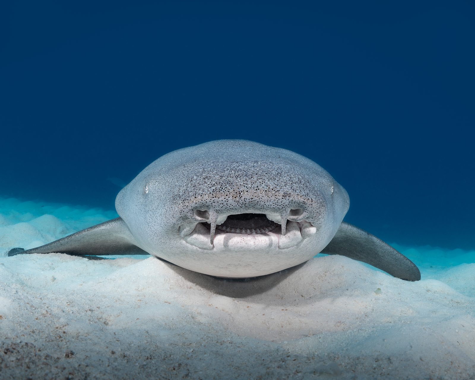 Nurse sharks at Alimathaa