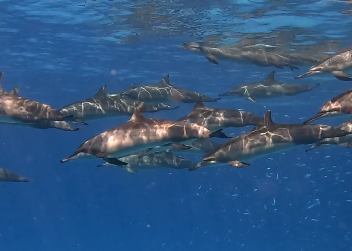 Pod of spinner dolphins