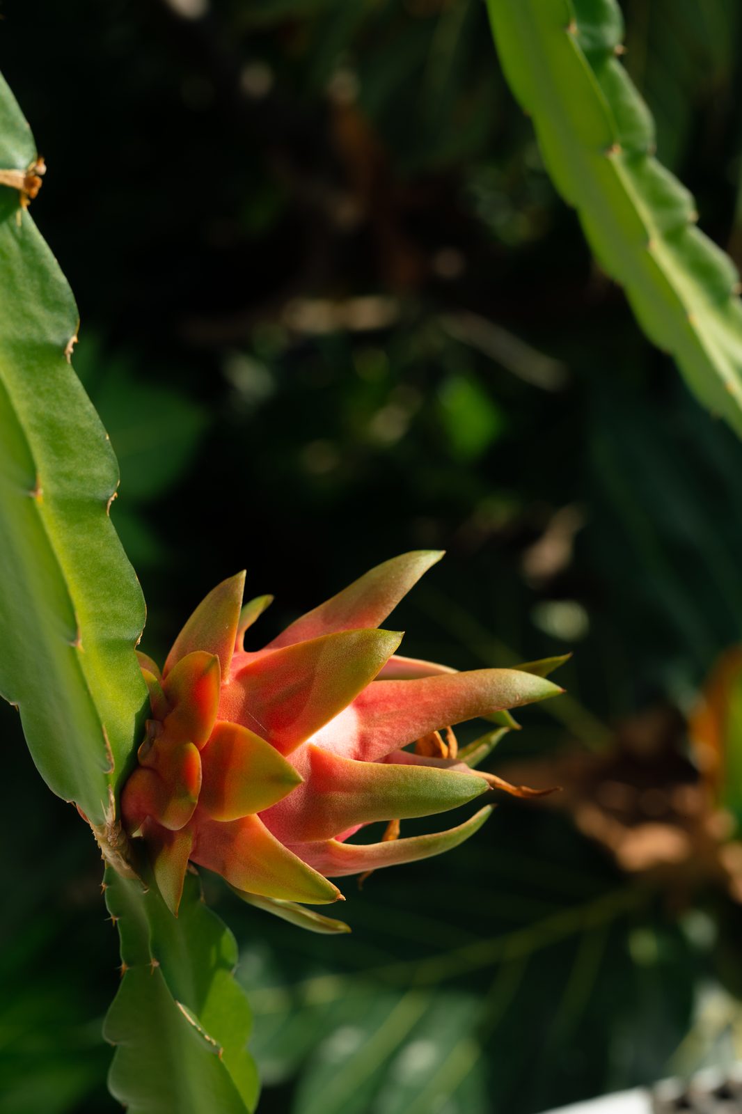Dragon fruit on the property