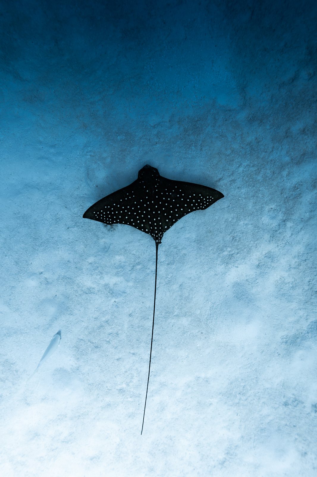 Dolphin/Leopard